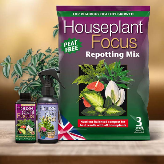 Tradescantia Plant Care Kit| Small Indoor Plants