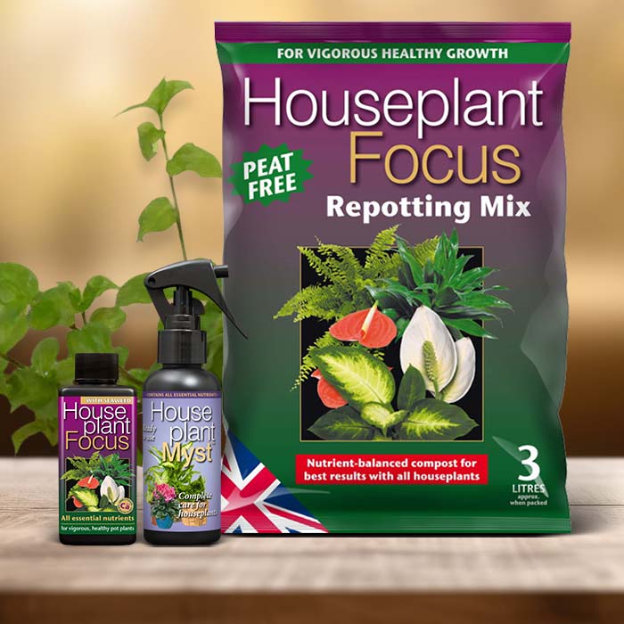 Turtle Vine Plant Care Kit| Small Indoor Plants