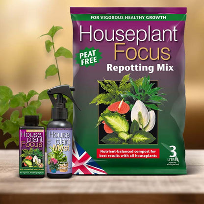 Turtle Vine Plant Care Kit| Small Indoor Plants