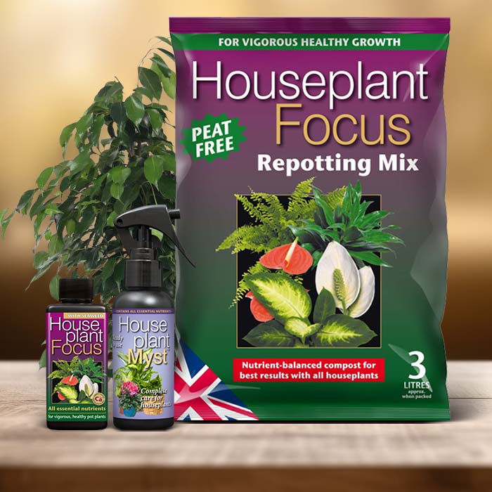 Weeping Fig Plant Care Kit| Small Indoor Plants