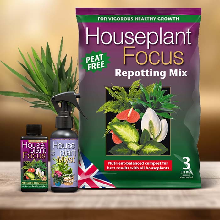 Yucca Plant Care Kit| Small Indoor Plants