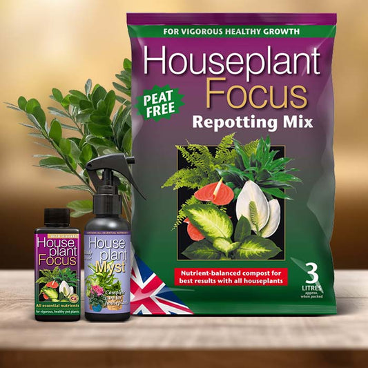 ZZ Plant Care Kit| Small Indoor Plants