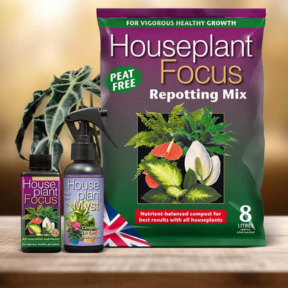 Alocasia Plant Repotting Kit| Small Indoor Plants