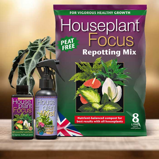 Alocasia Plant Repotting Kit| Small Indoor Plants