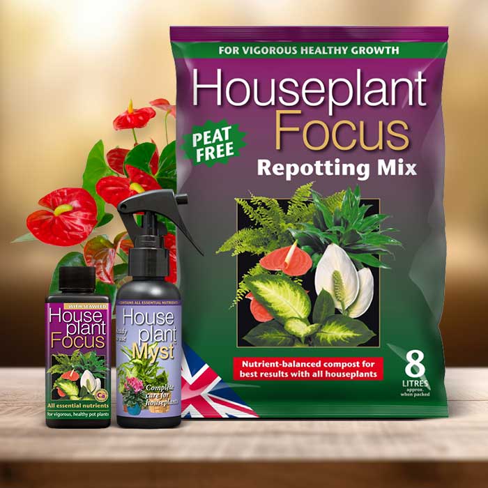 Anthurium Plant Repotting Kit| Small Indoor Plants