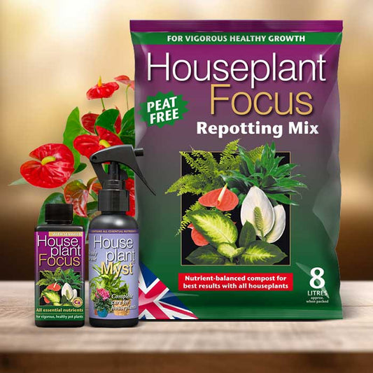 Anthurium Plant Repotting Kit| Small Indoor Plants