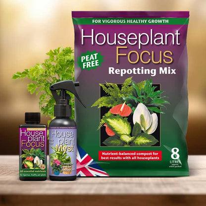 Aralia Plant Repotting Kit| Small Indoor Plants