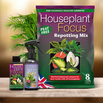 Areca Palm Plant Repotting Kit| Small Indoor Plants