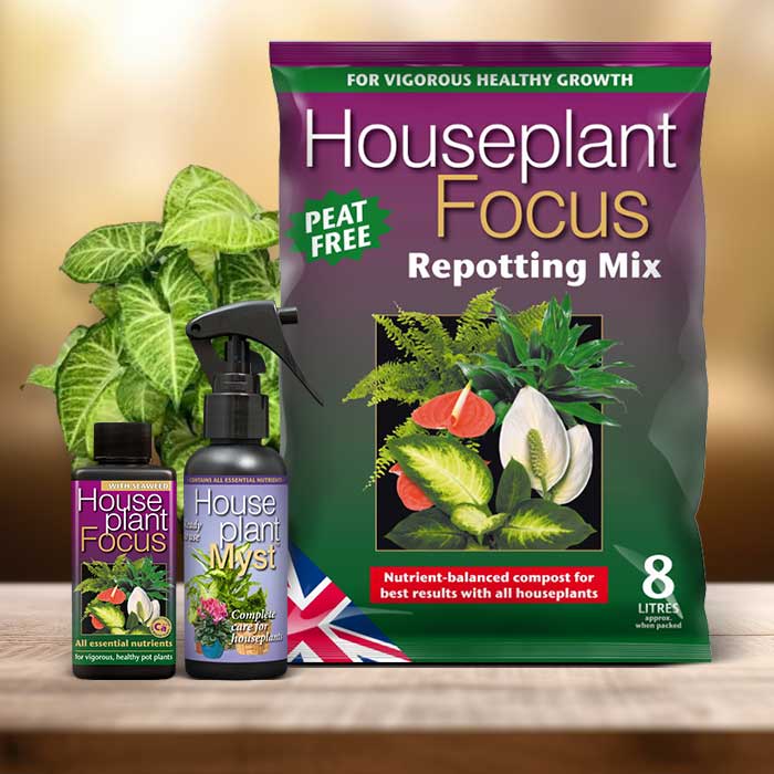 Arrowhead Plant Repotting Kit| Small Indoor Plants