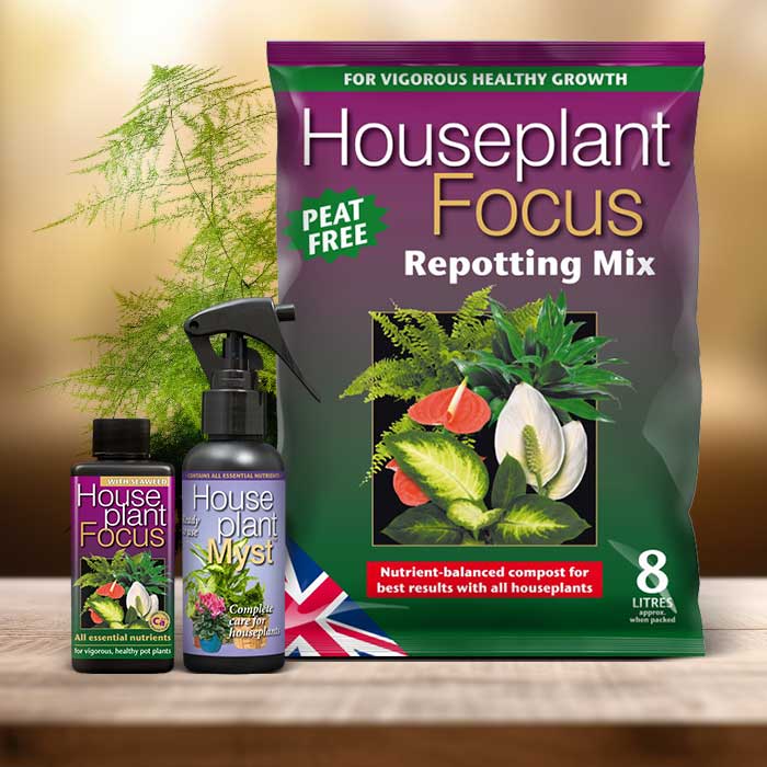 Asparagus Setaceus Plant Repotting Kit| Small Indoor Plants