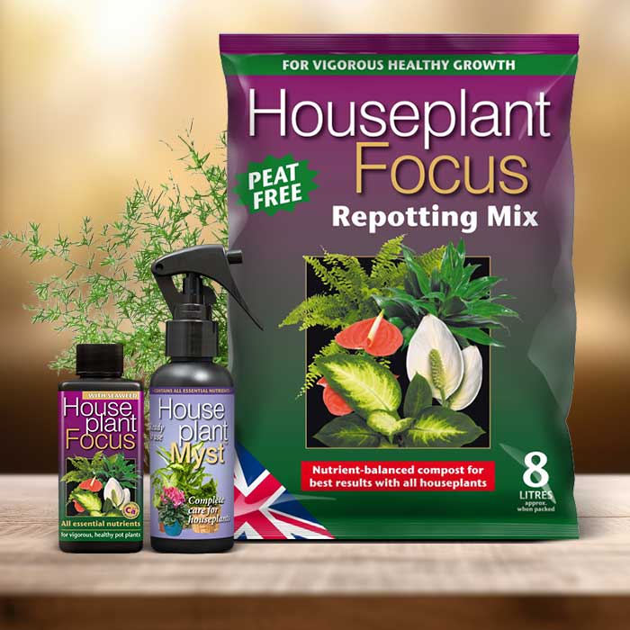 Asparagus Sprengii Plant Repotting Kit| Small Indoor Plants