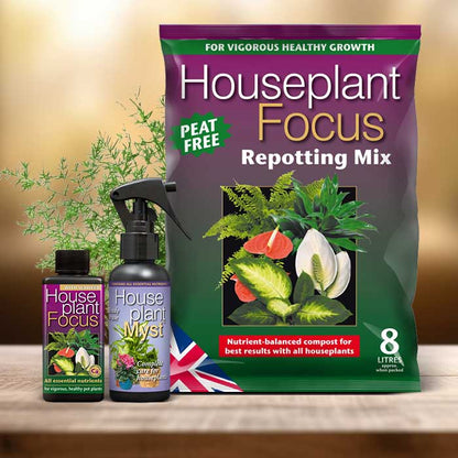 Asparagus Sprengii Plant Repotting Kit| Small Indoor Plants