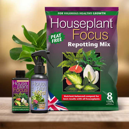 Autograph Tree Plant Repotting Kit| Small Indoor Plants