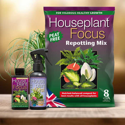 Beaucarnea Recurvata Plant Repotting Kit| Small Indoor Plants