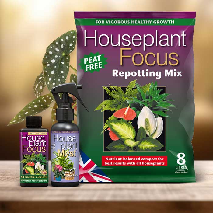 Begonia Maculata Plant Repotting Kit| Small Indoor Plants