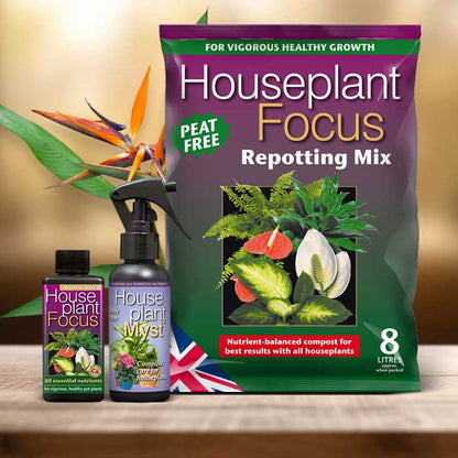 Bird of Paradise Plant Repotting Kit| Small Indoor Plants