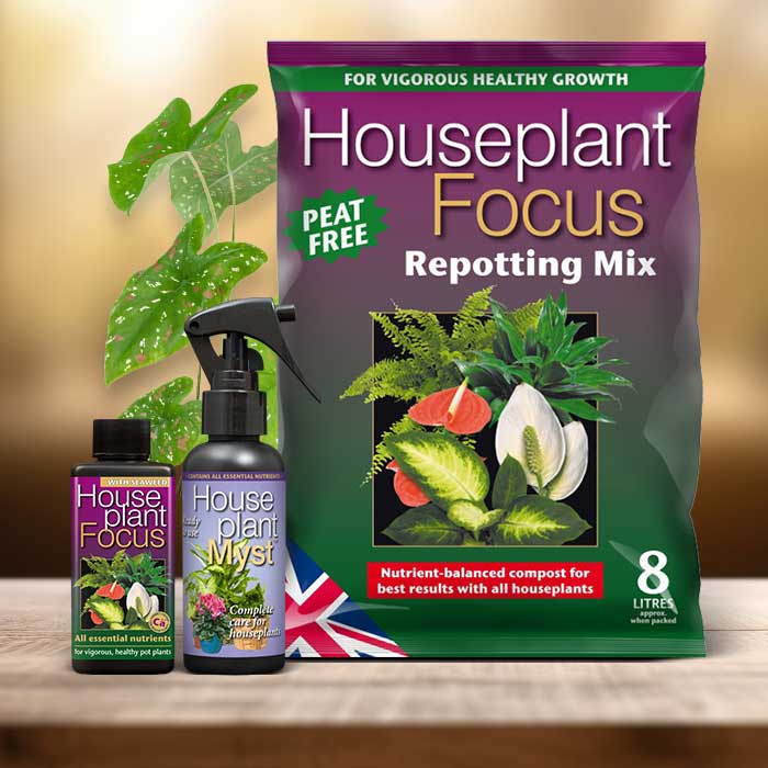 Caladium Plant Repotting Kit| Small Indoor Plants
