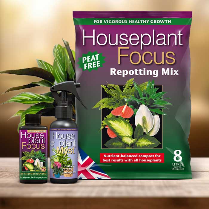 Calathea Beauty Star Plant Repotting Kit| Small Indoor Plants