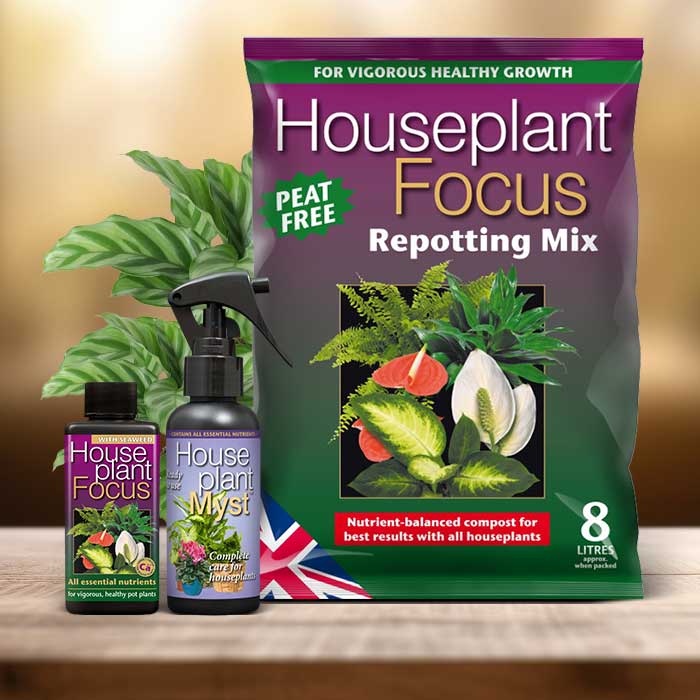 Calathea Freddie Plant Repotting Kit| Small Indoor Plants