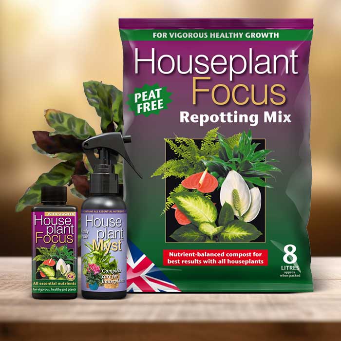 Calathea Insignis Plant Repotting Kit| Small Indoor Plants