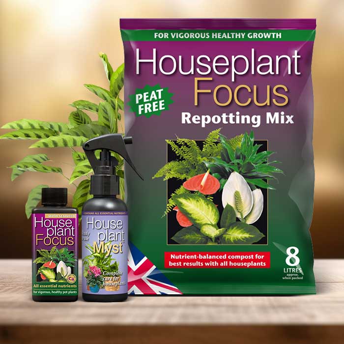 Calathea Leopardina Plant Repotting Kit| Small Indoor Plants