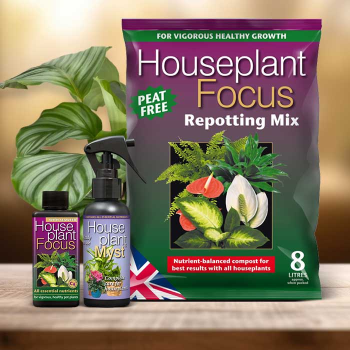 Calathea Orbifolia Plant Repotting Kit| Small Indoor Plants