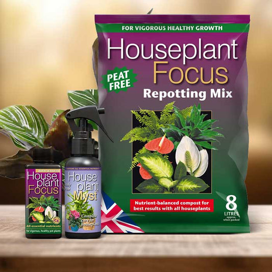Calathea Ornata Plant Repotting Kit| Small Indoor Plants