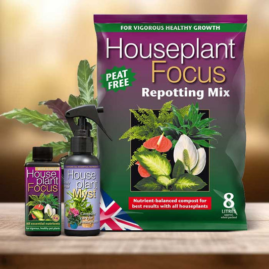 Calathea Rufibarba Plant Repotting Kit| Small Indoor Plants