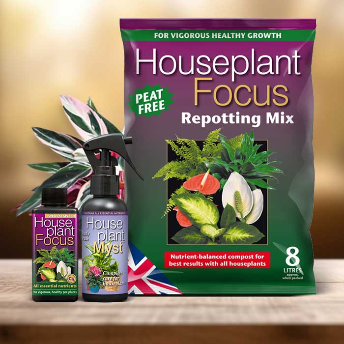 Calathea Triostar Plant Repotting Kit| Small Indoor Plants