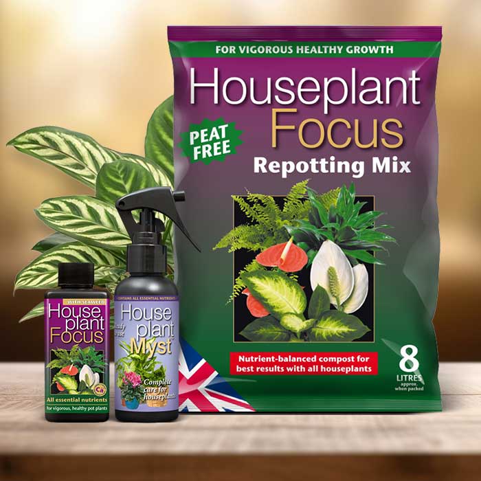 Calathea Plant Repotting Kit| Small Indoor Plants