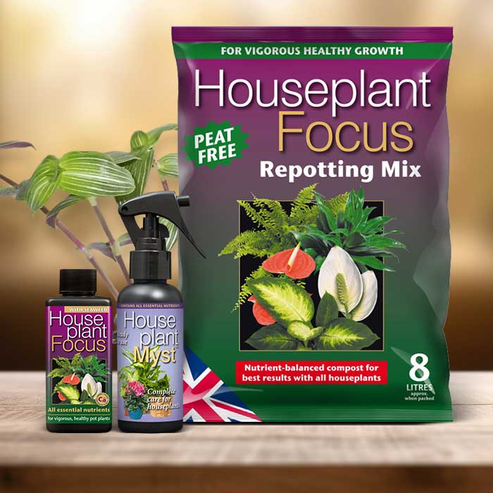 Callisia Plant Repotting Kit| Small Indoor Plants