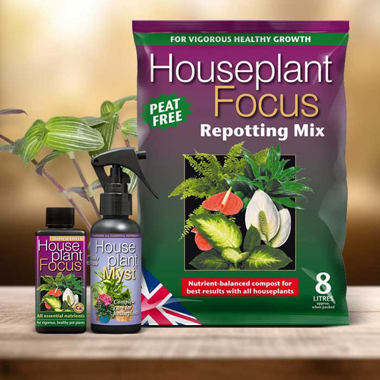 Callisia Plant Repotting Kit| Small Indoor Plants