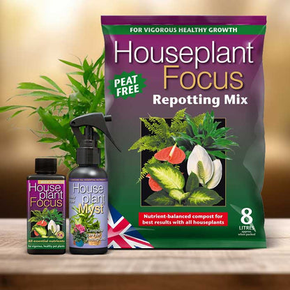 Chamaedorea Plant Repotting Kit| Small Indoor Plants