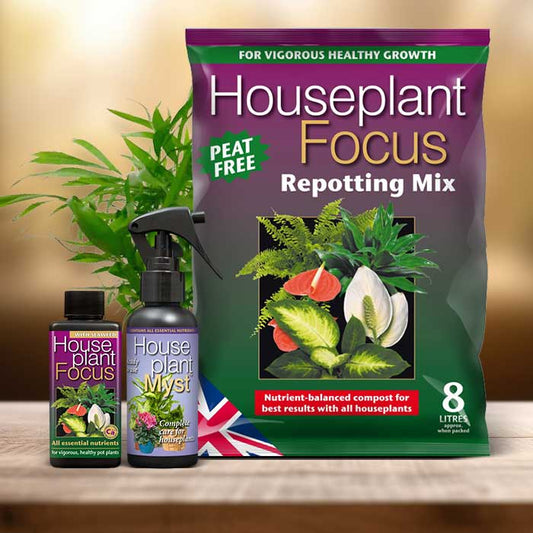 Chamaedorea Plant Repotting Kit| Small Indoor Plants