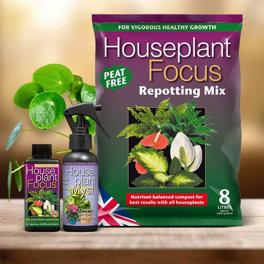 Chinese Money Plant Repotting Kit| Small Indoor Plants