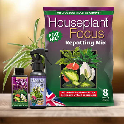 Chlorophytum Plant Repotting Kit| Small Indoor Plants