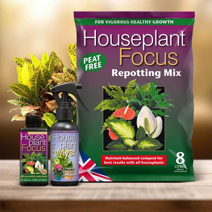 Codiaeum Plant Repotting Kit| Small Indoor Plants