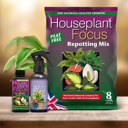 Corn Plant Repotting Kit| Small Indoor Plants