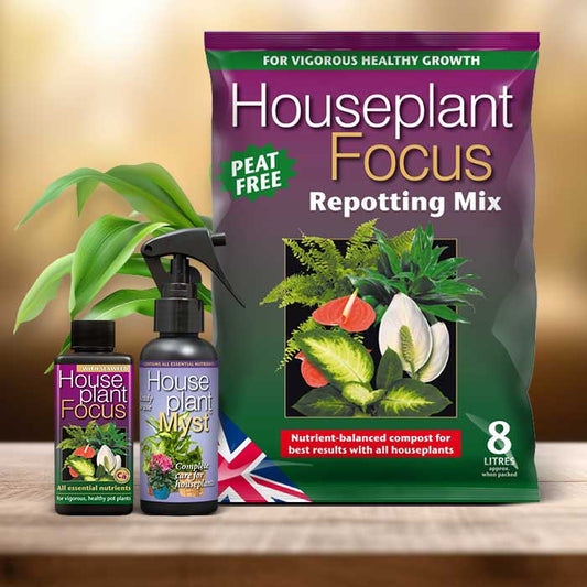 Corn Plant Repotting Kit| Small Indoor Plants