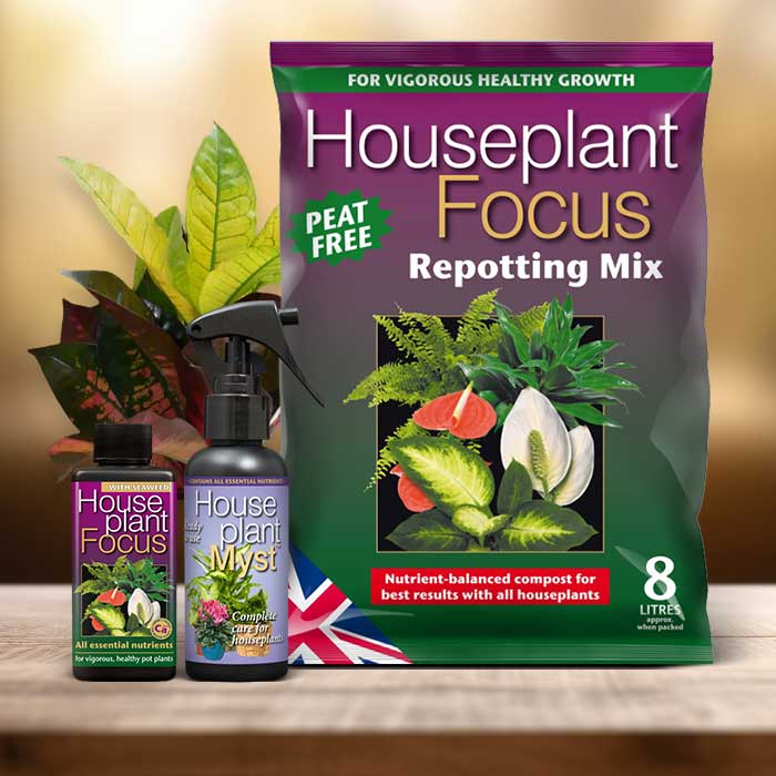 Croton Plant Repotting Kit| Small Indoor Plants