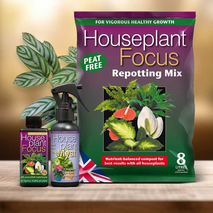 Ctenanthe Plant Repotting Kit| Small Indoor Plants