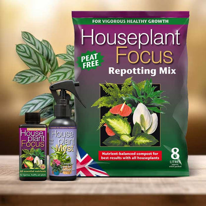 Ctenanthe Plant Repotting Kit| Small Indoor Plants