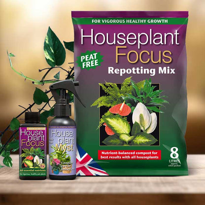 Devils Ivy Plant Repotting Kit| Small Indoor Plants