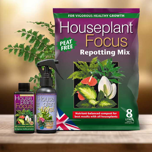 Didymochlaena Truncatula Plant Repotting Kit| Small Indoor Plants