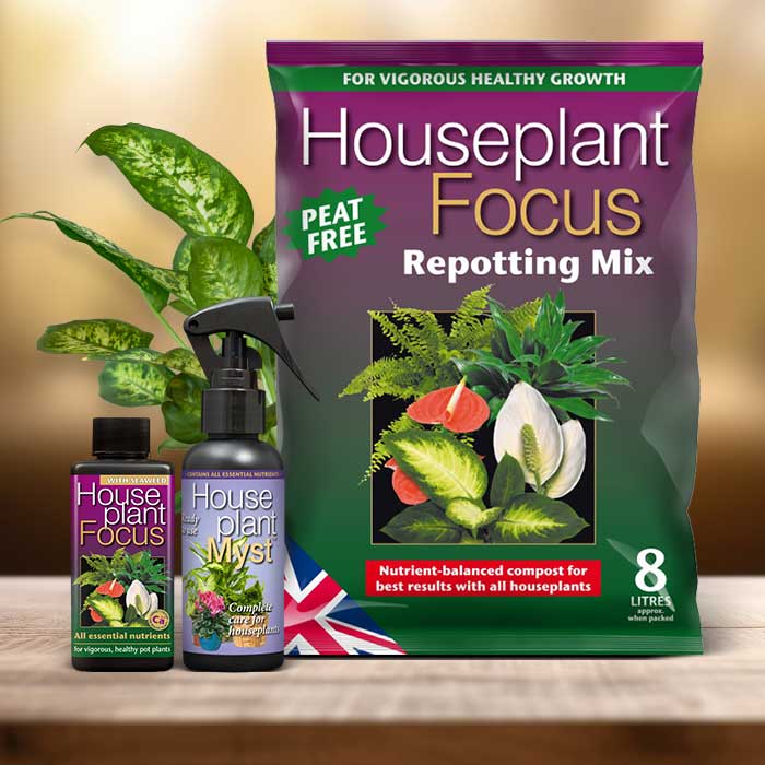 Dieffenbachia Plant Repotting Kit| Small Indoor Plants