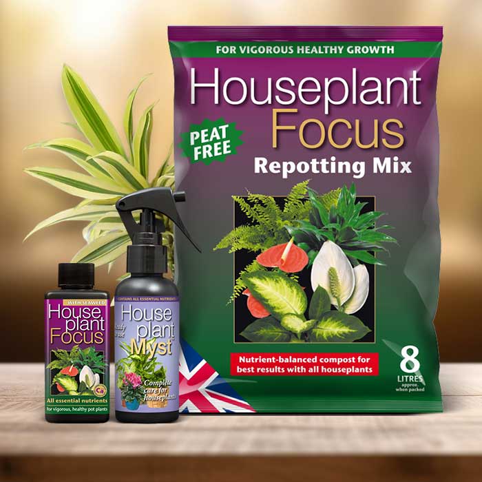 Dracaena Plant Repotting Kit| Small Indoor Plants