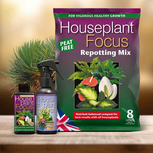 Dragon Tree Plant Repotting Kit| Small Indoor Plants
