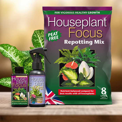 Dumb Cane Plant Repotting Kit| Small Indoor Plants