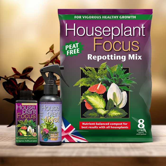 Fantasy Venice Plant Repotting Kit| Small Indoor Plants