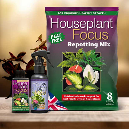 Fantasy Venice Plant Repotting Kit| Small Indoor Plants